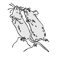 Two gray mice on a white background. Pets. Mouse. Outline drawings
