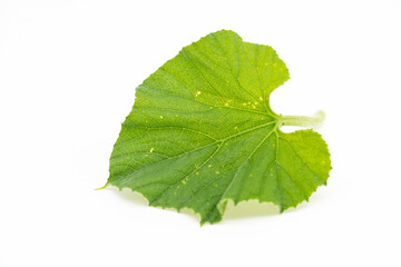 Calabash leaves isolate on white background, selective focus