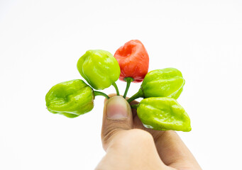 chili pepper or the Naga Morich or naga chili in hand isolate on white, front view