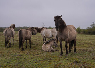 Konik wild horses in March in Saxony Anhalt © BabettsBildergalerie