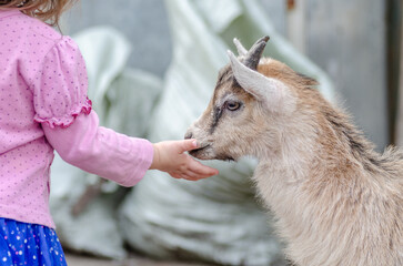 The little girl strokes the goat. Close-up.