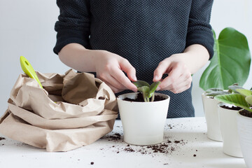 Transplanting domestic plants into flower pots.