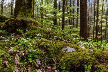 Fototapeta premium Sauerklee Blüte im Bergwald
