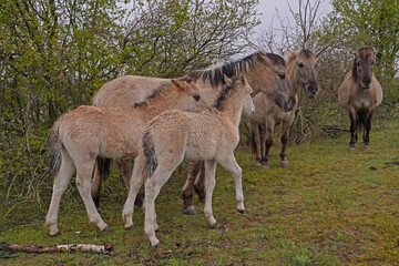 Konik wild horses in March in Saxony Anhalt