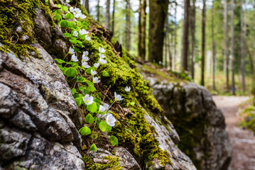 Fototapeta na wymiar Sauerklee Blüte im Bergwald