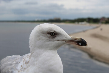 Photo of a seagull against the background of the sea
