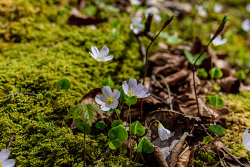 Sauerklee Blüte im Bergwald
