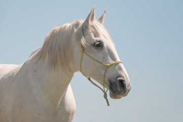 Portrait of a white Camargue horse