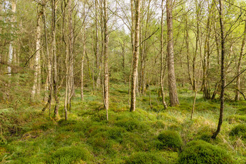 Birch Woodland