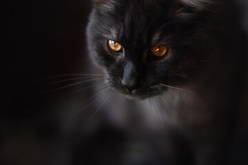 black cat portrait