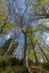 Laubwald im Frühjahr bei Sonnenschein, Blick nach oben