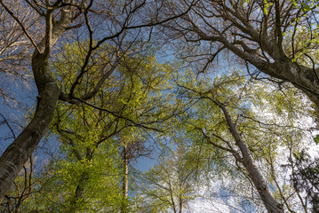 Laubwald im Frühjahr bei Sonnenschein, Blick nach oben