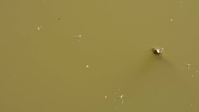 Water strider insects swims on calm pond in wetland