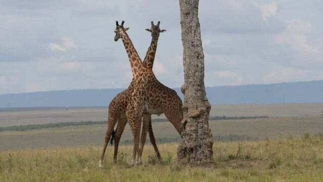 Two male giraffes twisting their long necks in combat
