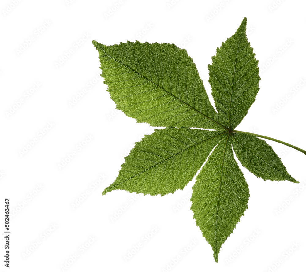 Wall mural horse chestnut leaf isolated on white - Wall murals