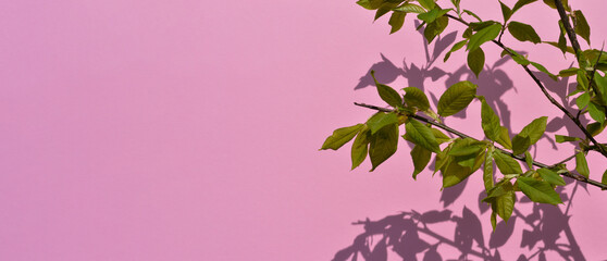 Obraz na płótnie Canvas Natural branch shadows are blurred on light pink pastel color wall at home at sunrise.