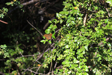 Butterfly called Lasiommata megera. Also known as the wall or wall brown.