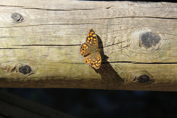 Butterfly called Lasiommata megera. Also known as the wall or wall brown.