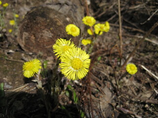 Coltsfoot flowers