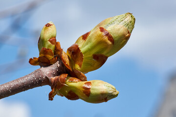 Spring. Chestnut buds are blooming in the town square.