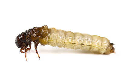 Caddisflies, aquatic larvae isolated on white