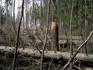 Naklejka na ściany i meble Fallen trees in the forest