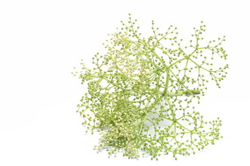 Elder, elderberry plant with young green flowers isolated on white   