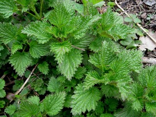 Young nettle shoots