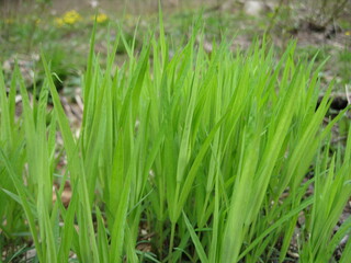 Fototapeta na wymiar Fresh grass in the early spring