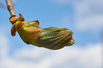 Spring. Chestnut buds are blooming in the town square.