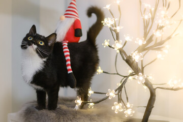 cute black and white kitten with tomte and christmas tree