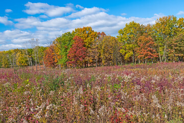 Fall Colors in the Prairie and the Forest