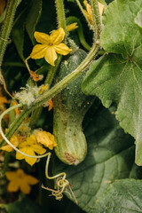 Ripening cucumbers in the garden. Cucumbers bloom with yellow flowers. Prickly cucumber on a branch with sunlight. Cucumbers grow in the garden