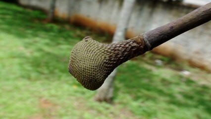 planta fava de bolota-parkia platycephala