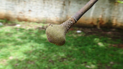 planta fava de bolota-parkia platycephala