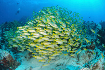 A diver watches a ball of yellow snapper, Mahé, Seychelles.