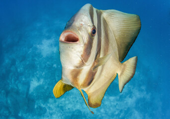 Closeup view of a batfish, Mahé, Seychelles.