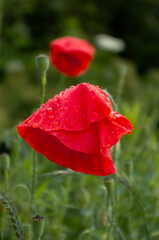 Beautiful red wild poppy with wet petals blooming in the meadow