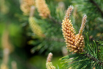 Young Pine Shoots and needles on this pine tree
