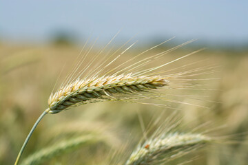 Wheat crop in a field - obrazy, fototapety, plakaty