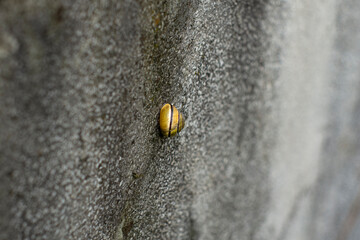 Grove snail, brown-lipped snail, Lemon snail (Cepaea nemoralis) hidden in the shell stuck on the...