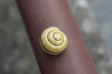 Grove snail, brown-lipped snail, Lemon snail (Cepaea nemoralis) hidden in the shell on the metal...