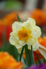 fragile daffodil blossom 