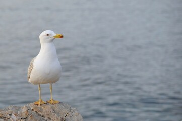 Un gabbiano sta sulla roccia con lo sfondo del mare
