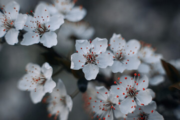 Spring flowering trees on a soft defocused background. Can be used for postcards or illustrations.