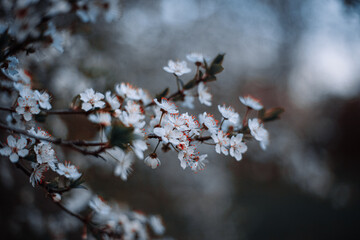 Spring flowering trees on a soft defocused background. Can be used for postcards or illustrations.
