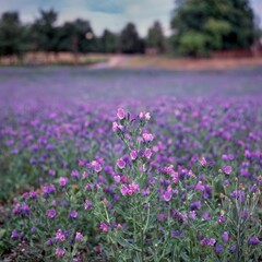 Dracocephalum moldavica L., Moldavian dragonhead, meadow
