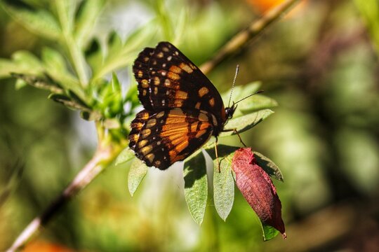 Photograph of a beautiful butterfly resting on a plant in the garden.