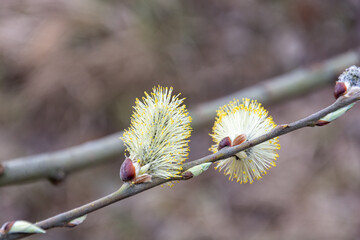 Detail of Three male catkins on a willow (Salix sp.)