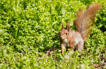 Naklejka na ściany i meble Photo of a squirrel outdoors in the forest